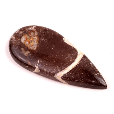 Kabošon Colus Fossil č.5721 (53x24x6mm)