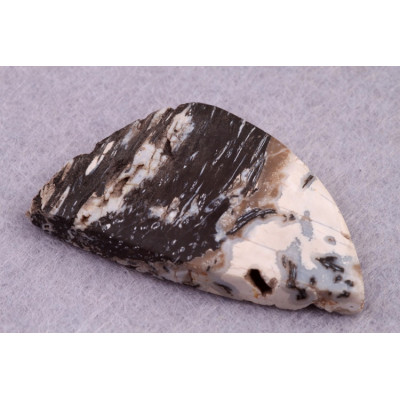 Kabošon Zkamenělé Palmové Dřevo č.8623 (39x22x6mm)