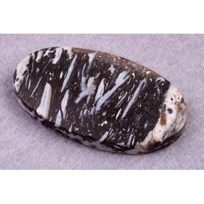 Kabošon Zkamenělé Palmové Dřevo č.8633 (39x23x6mm)