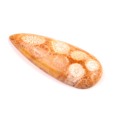 Kabošon Fossil Coral č.2075 (42x17x7mm)