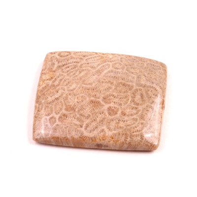 Kabošon Fossil Coral č.2076 (32x27x6mm)
