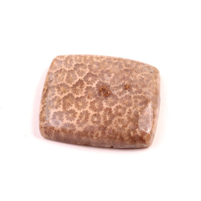 Kabošon Fossil Coral č.2079 (29x25x7mm)