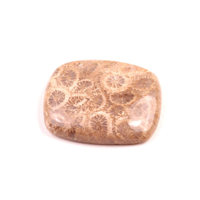 Kabošon Fossil Coral č.2084 (28x23x6mm)