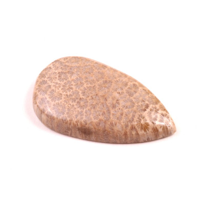 Kabošon Fossil Coral č.2090 (35x21x6mm)