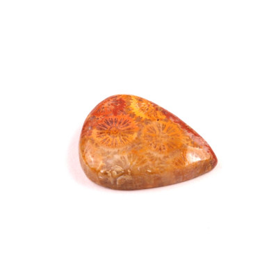 Kabošon Fossil Coral č.2093 (24x18x6mm)