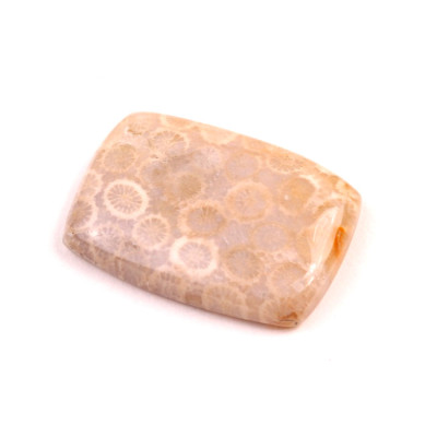 Kabošon Fossil Coral č.2094 (30x22x6mm)