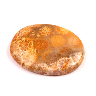 Kabošon Fossil Coral č.2095 (37x29x6mm)