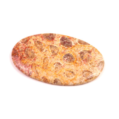 Kabošon Fossil Coral č.5428 (38x24x3mm)